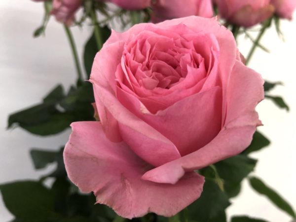 ジュエリーボックス　バラ（薔薇）