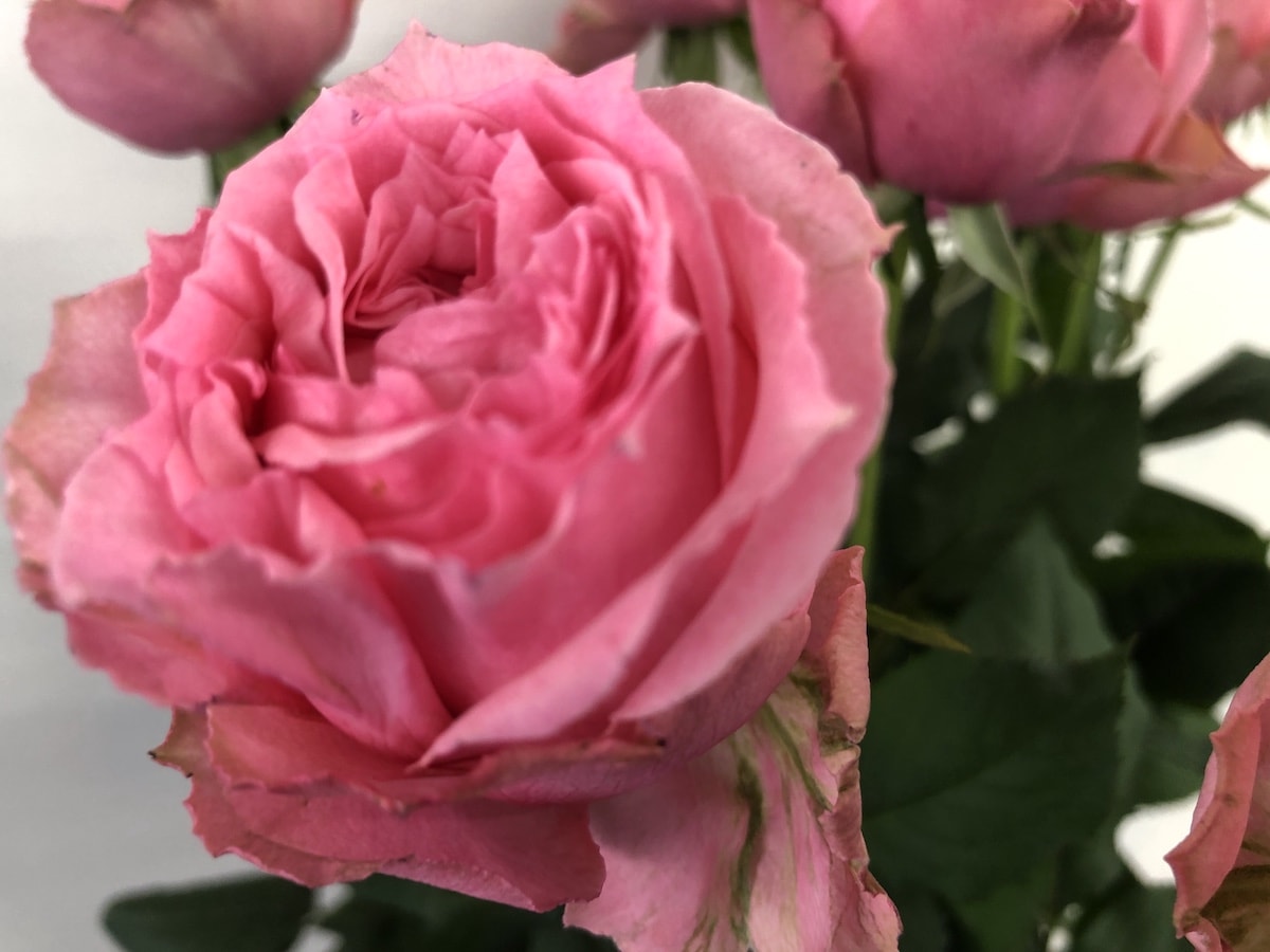 ジュエリーボックス バラ