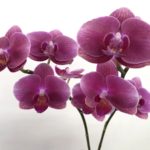 スイートダイヤモンド　胡蝶蘭/ミディ胡蝶蘭