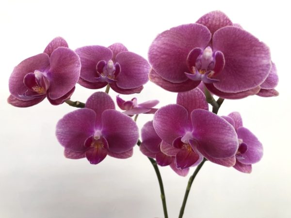 スイートダイヤモンド　胡蝶蘭/ミディ胡蝶蘭