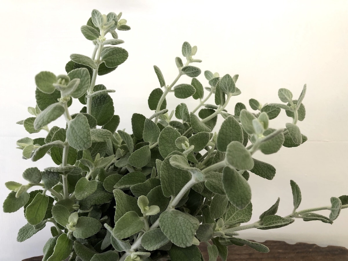 バロータ シルバーリーフ