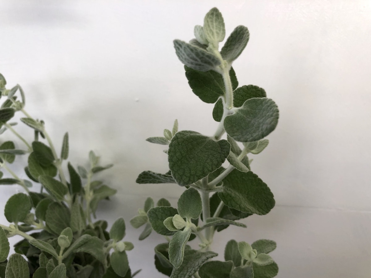 バロータ 切り花