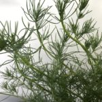 ロータス　コットンキャンディ