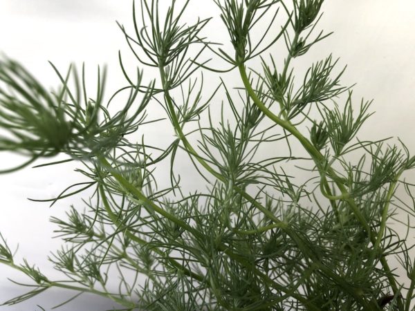 ロータス　コットンキャンディ