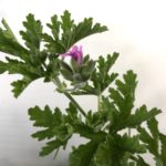 ローズゼラニウム