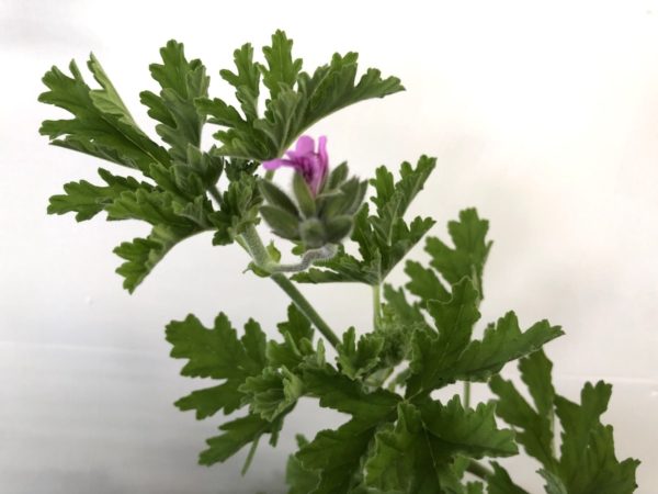 ローズゼラニウム