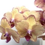 イエローライン 胡蝶蘭/ミディ胡蝶蘭