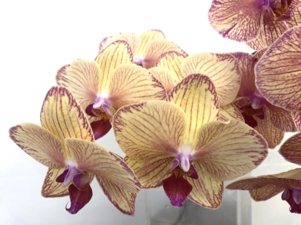 イエローライン　胡蝶蘭/ミディ胡蝶蘭