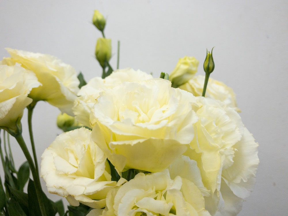 ロベライエロー