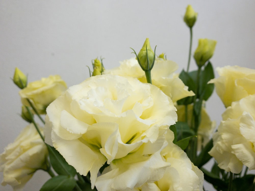 トルコキキョウ ロベライエロー