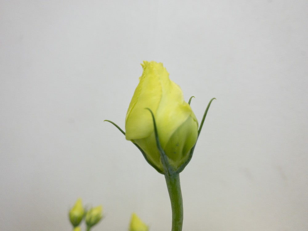 トルコキキョウ 画像