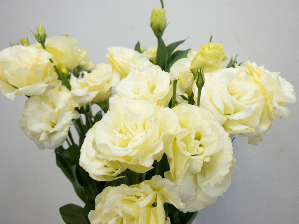 トルコキキョウ