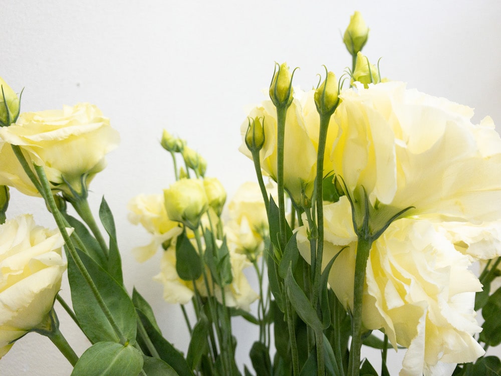 トルコキキョウ 季節