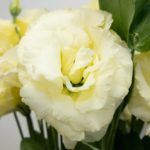 ロベライエロー トルコキキョウ, トルコギキョウ, ユーストマ