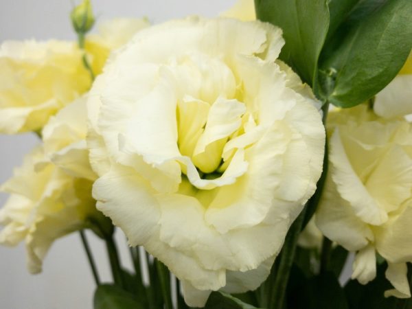 ロベライエロー トルコキキョウ, トルコギキョウ, ユーストマ