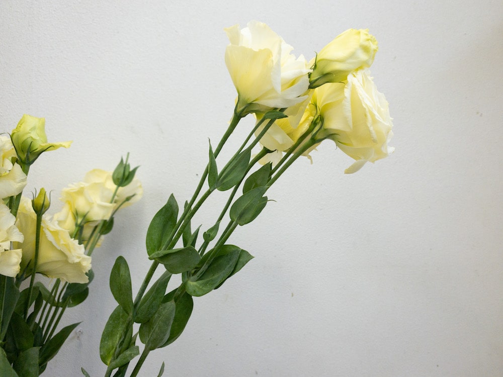 トルコキキョウ 花言葉