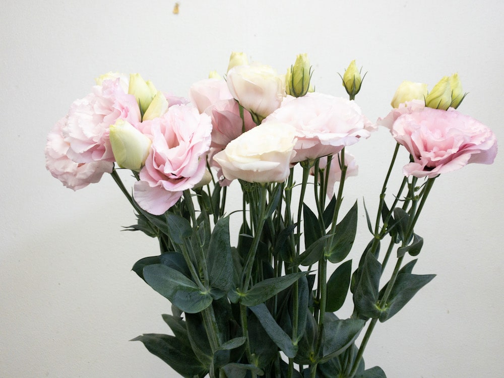 トルコキキョウ ピンク