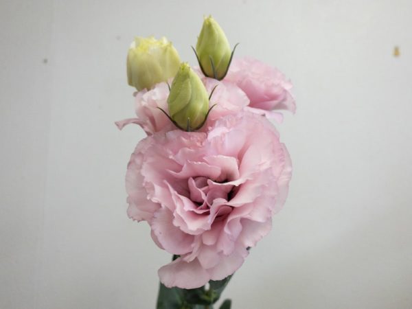 クラリスピンク トルコキキョウ, トルコギキョウ, ユーストマ