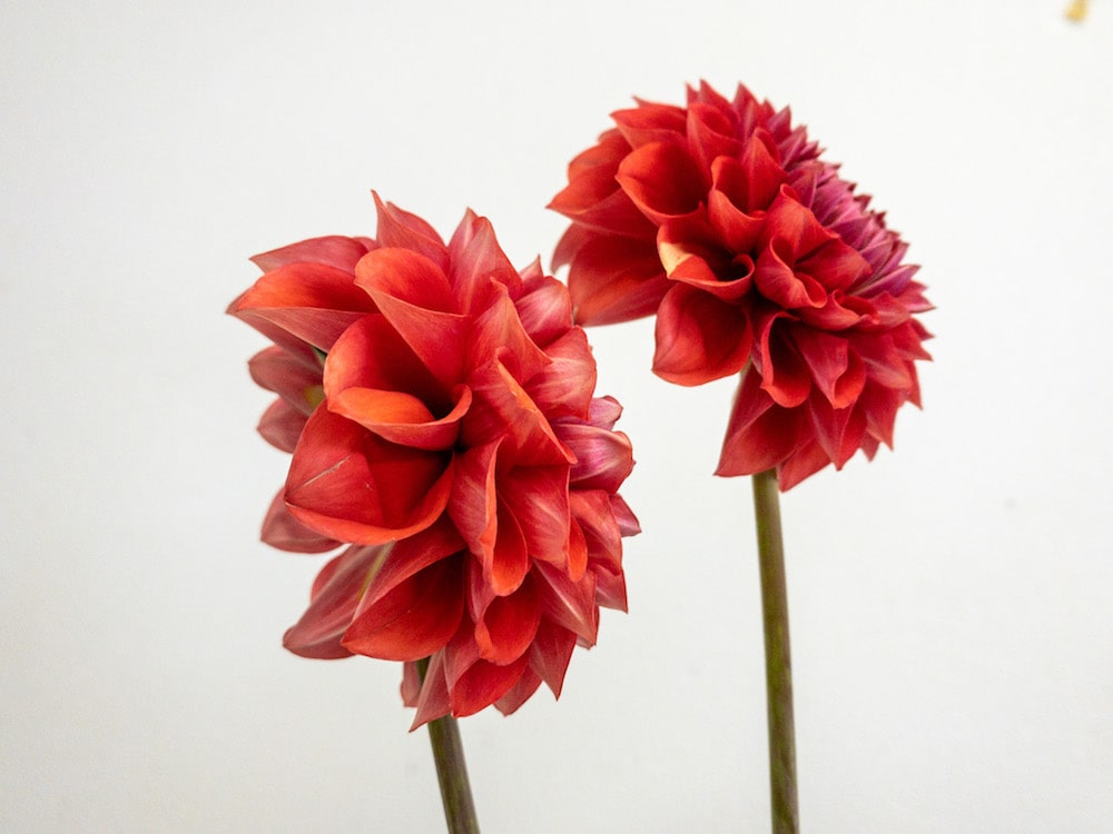 ダリア　朝日てまり