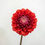 朝日てまり ダリア