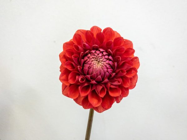 朝日てまり ダリア