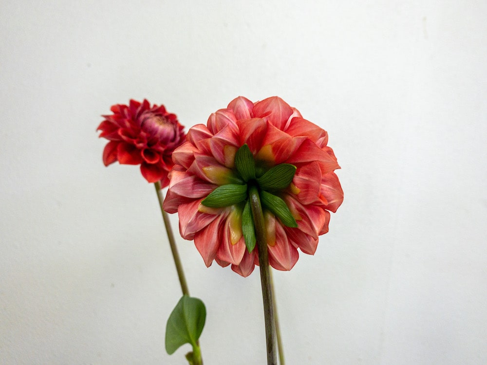 ダリア　切り花