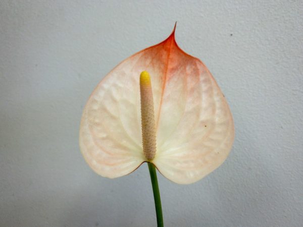 マキシマ　アンスリウム