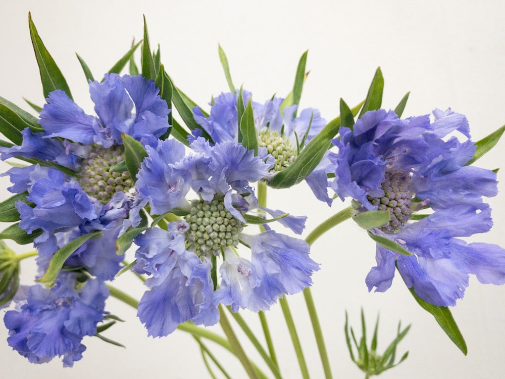 ファーマディープブルー