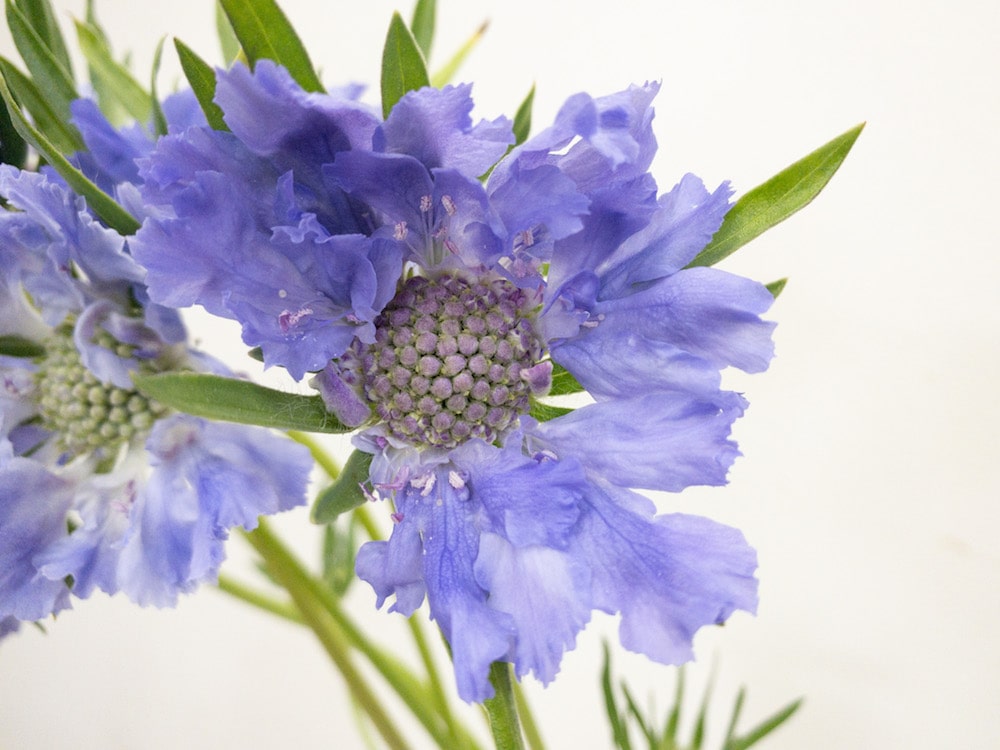 スカビオサ　ファーマディープブルー