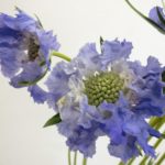 ファーマディープブルー　スカビオサ