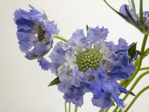 ファーマディープブルー　スカビオサ