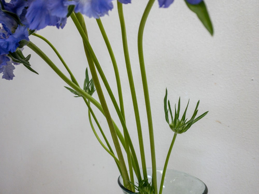 スカビオサ　切り花