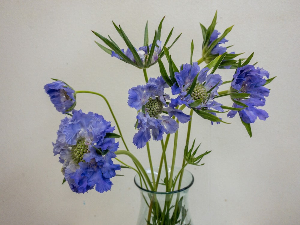 スカビオサ　青