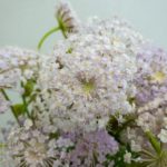 ブルーレースフラワー　レースフラワー