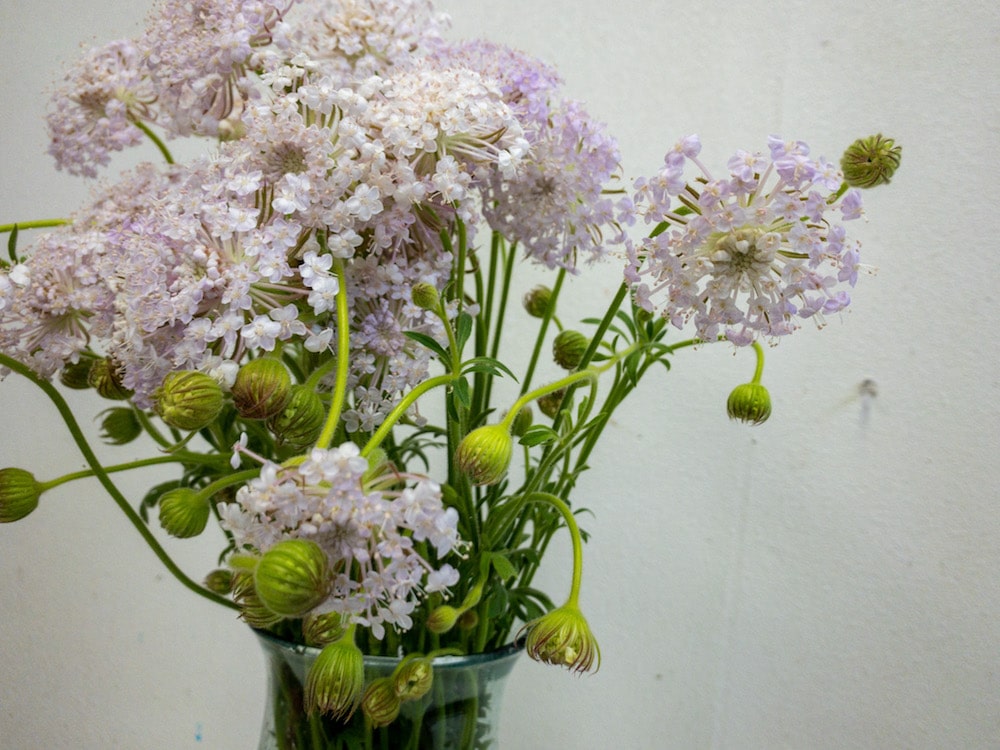 ブルーレースフラワー