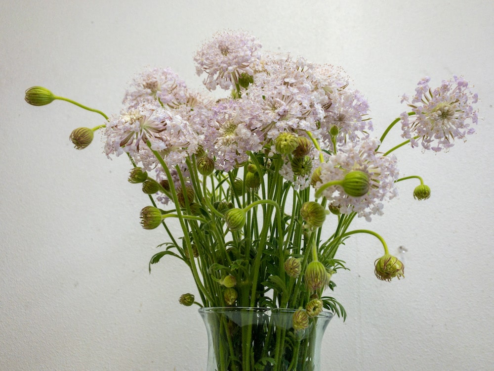 レースフラワー