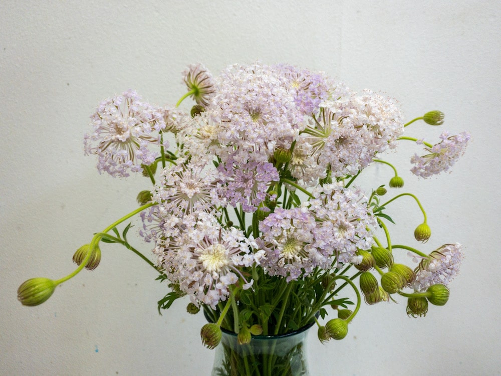 レースフラワー　ブルーレースフラワー