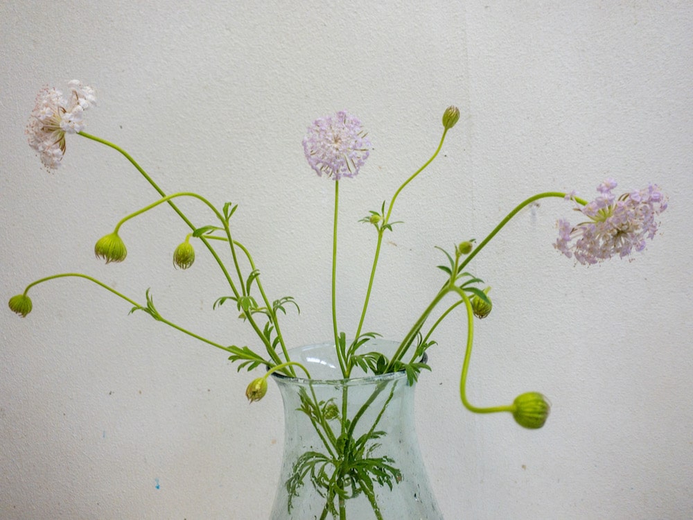 レースフラワー　切り花