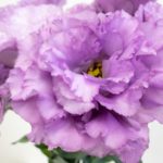 セレブグレープ トルコキキョウ, トルコギキョウ, ユーストマ