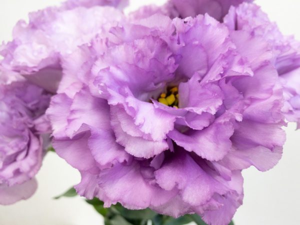 セレブグレープ トルコキキョウ, トルコギキョウ, ユーストマ