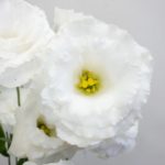 コロンホワイト トルコキキョウ, トルコギキョウ, ユーストマ