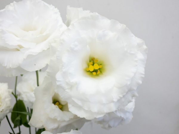 コロンホワイト トルコキキョウ, トルコギキョウ, ユーストマ