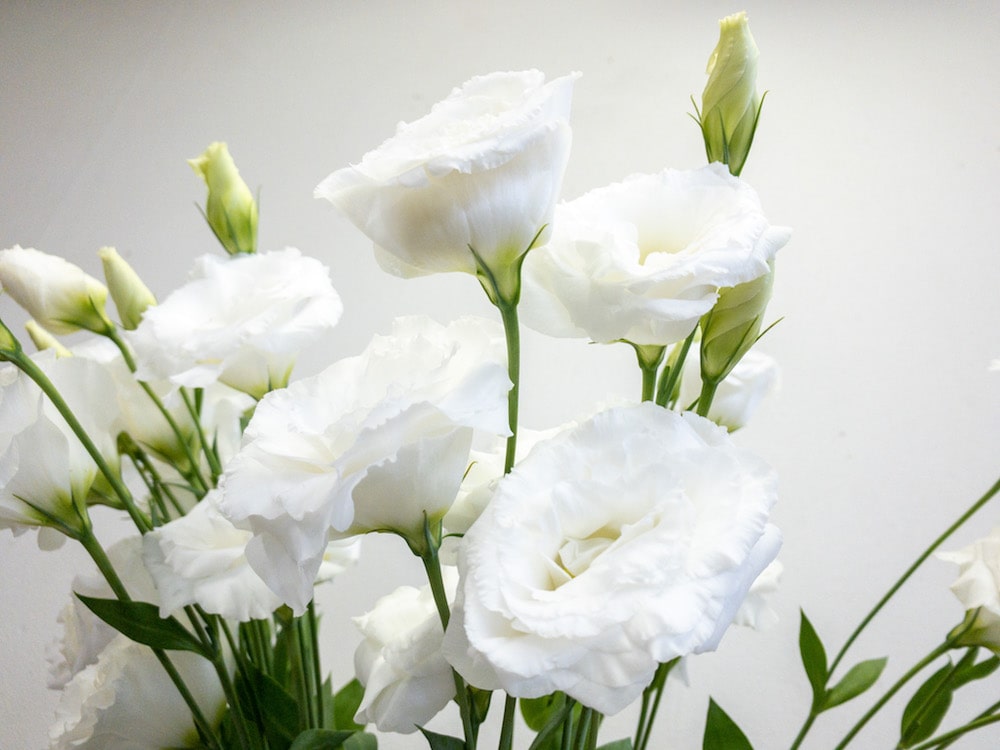 トルコキキョウ