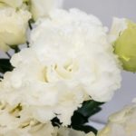 セレブクリスタル トルコキキョウ, トルコギキョウ, ユーストマ