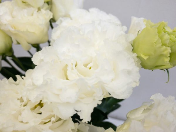 セレブクリスタル トルコキキョウ, トルコギキョウ, ユーストマ