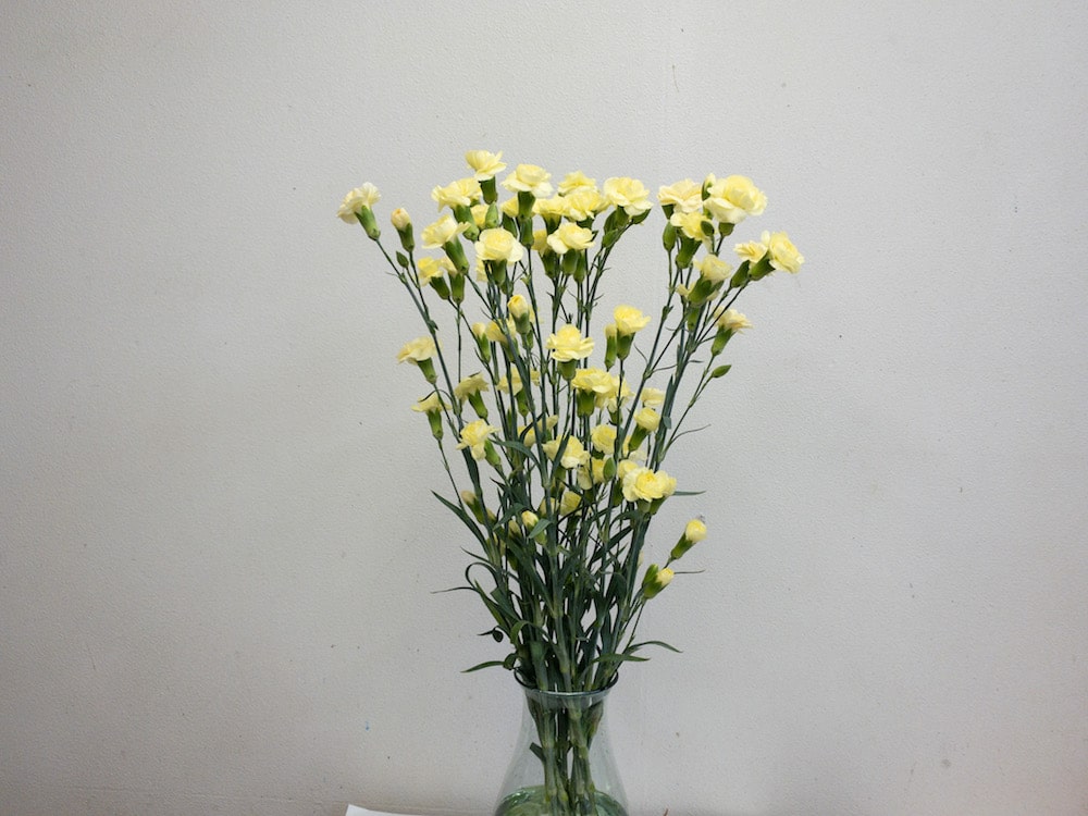 スプレーカーネーション　イエロー