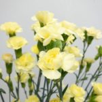 イエロープリン　スプレーカーネーション
