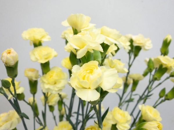 イエロープリン　スプレーカーネーション