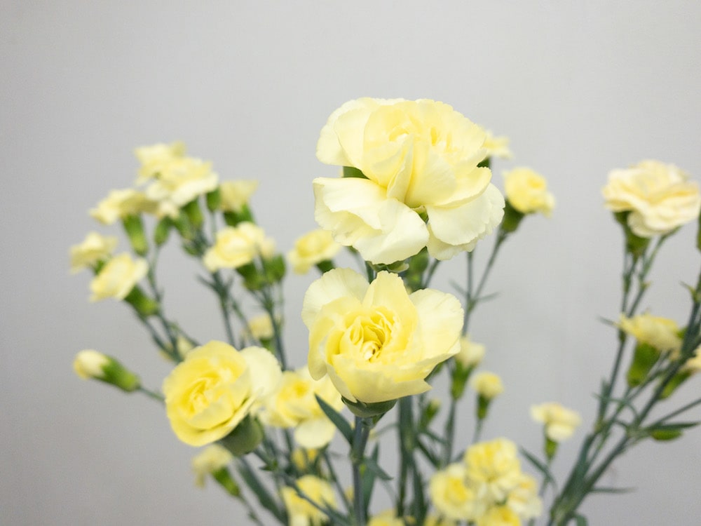 スプレーカーネーション　イエロープリン