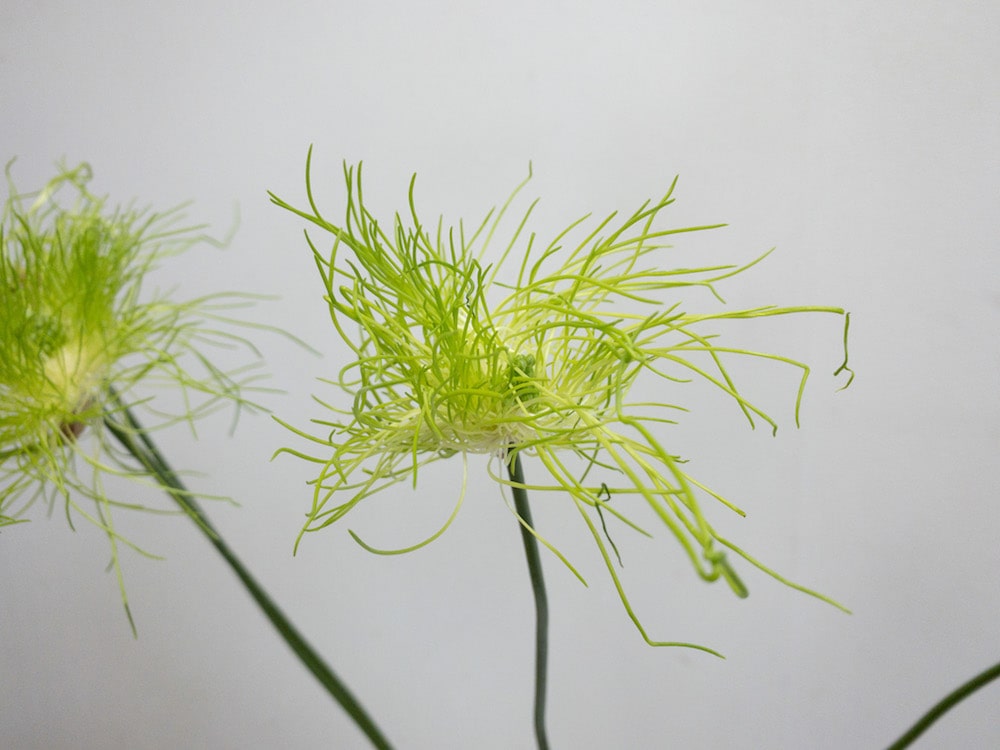 アリウム　アリウムヘアー